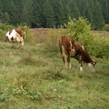 Lehmiä alppiniityllä Bohinj-järven rannalla.
