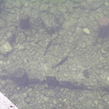 Kalat odottavat onkijaansa Ribcev Lazin sillalla järven itäpäässä.