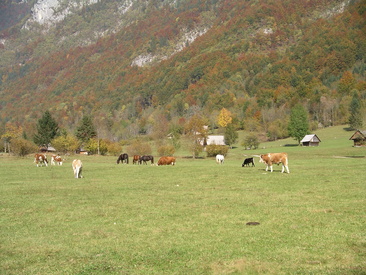 Laaksossa laidunsi vielä muutama lehmä ja hevonen.