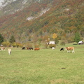 Laaksossa laidunsi vielä muutama lehmä ja hevonen.