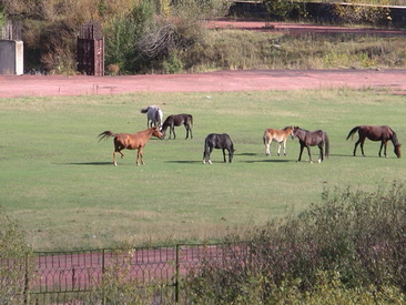 Alhaalla urheilukeskuksessa oli myös hevosia.